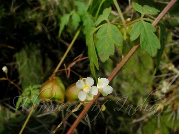 Balloon Vine